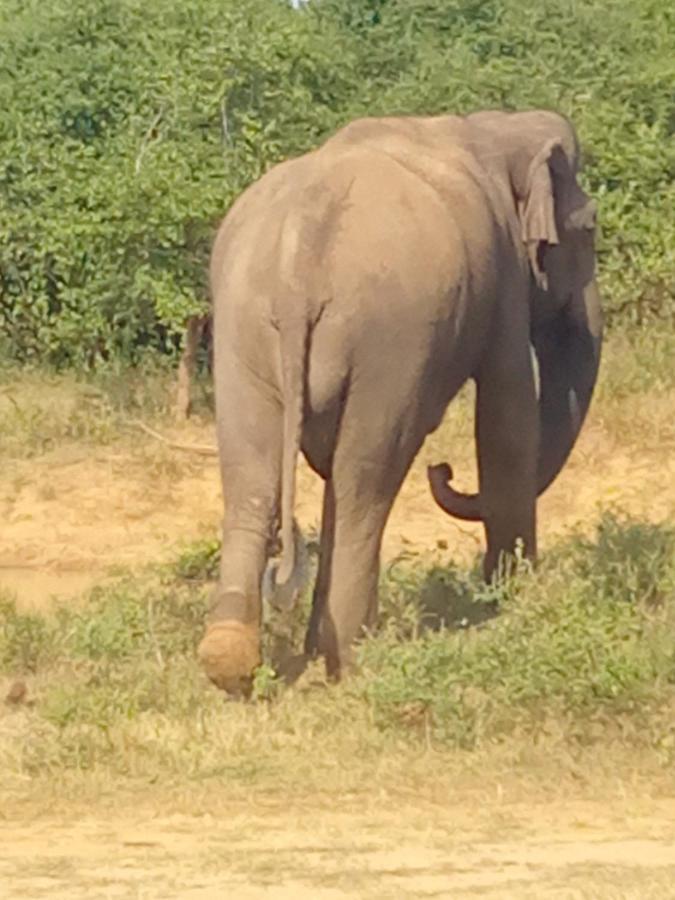 טיסמהרמה Coconut Island Yala Safari Place מראה חיצוני תמונה