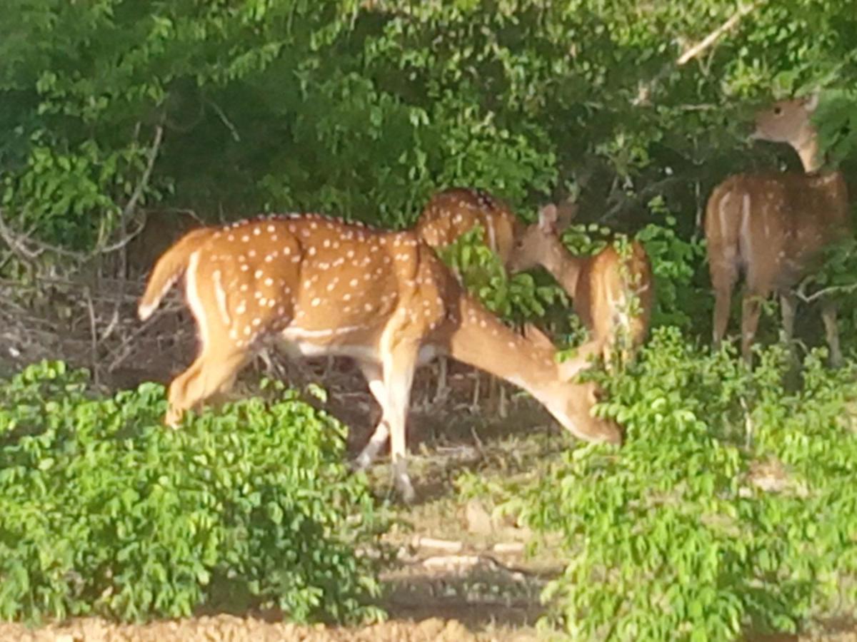 טיסמהרמה Coconut Island Yala Safari Place מראה חיצוני תמונה